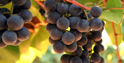Lake Erie Region grapes such as the ones shown here are used in our wines at Conneaut Cellars Winery.